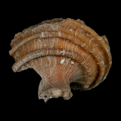 1.6" Ecphora Gardnerae Gastropod Fossil Shell Lee Creek Miocene Epoch North Carolina - Fossil Age Minerals