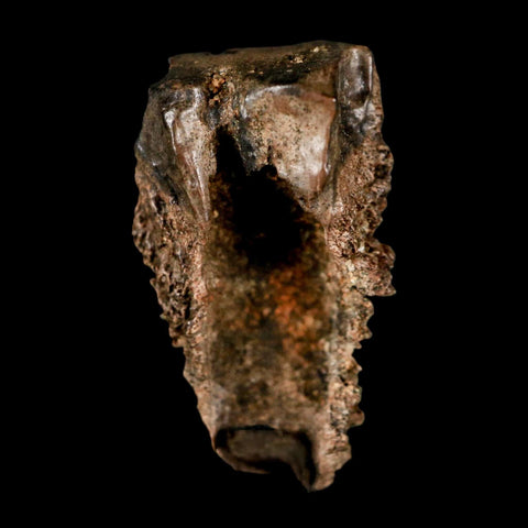 XL 0.8" Triceratops Fossil Tooth Lance Creek FM Cretaceous Dinosaur WY COA Display