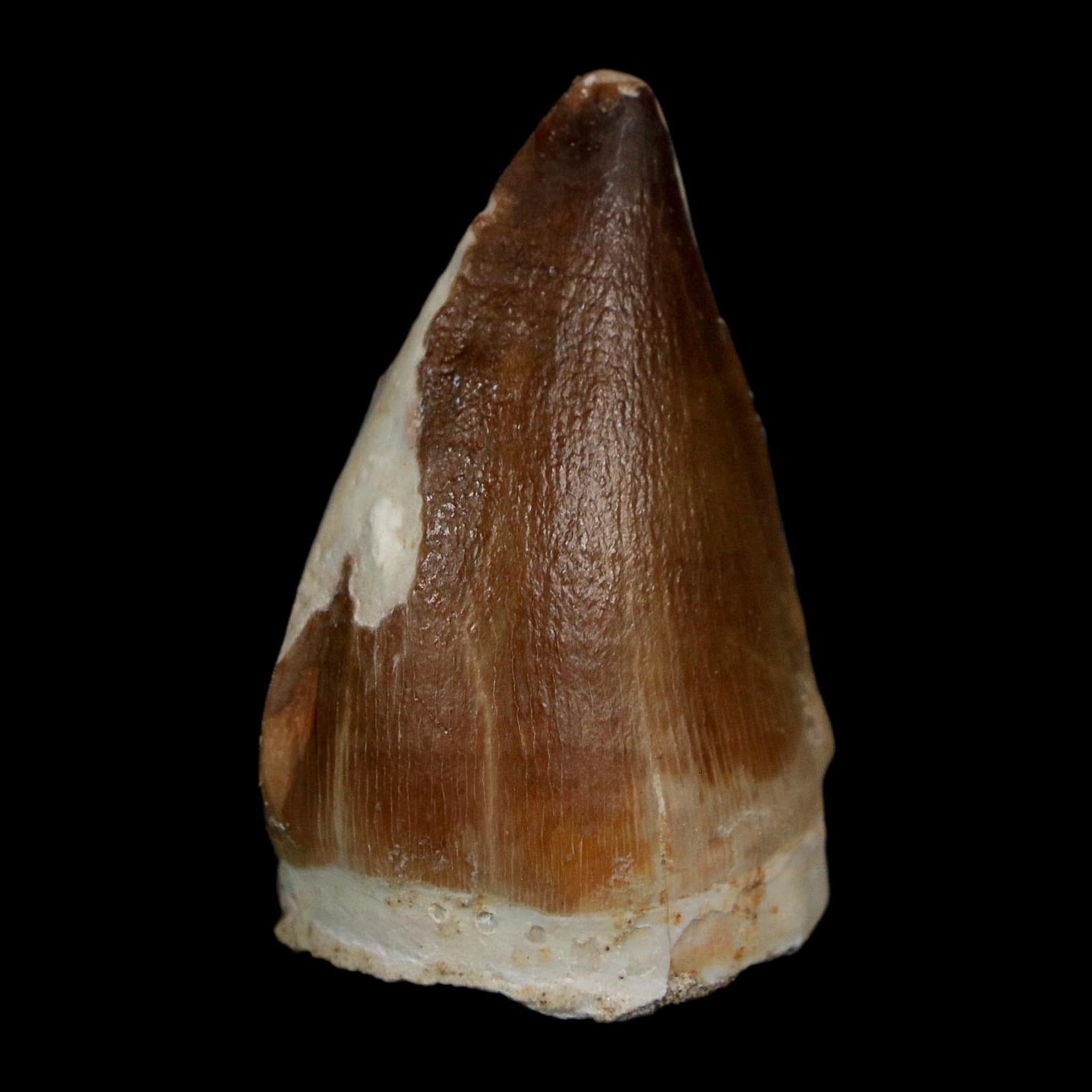 1.8" Mosasaur Prognathodon Fossil Tooth Cretaceous Dinosaur Era COA Stand - Fossil Age Minerals