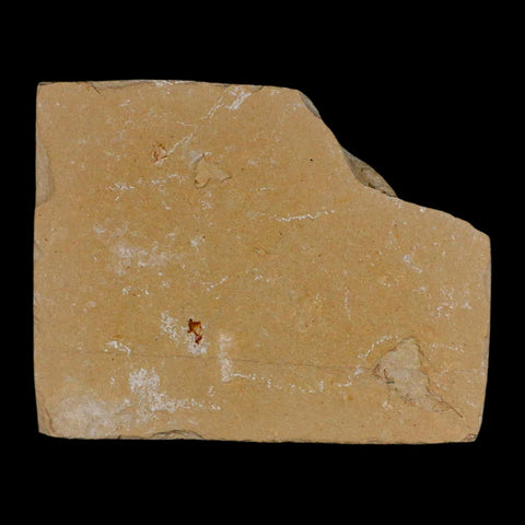 2 Two Fossil Shrimp Carpopenaeus Cretaceous Age 100 Mil Yrs Old Lebanon COA - Fossil Age Minerals