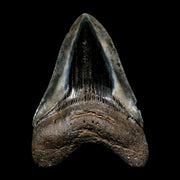 4.1" Quality Megalodon Shark Tooth Serrated Fossil Natural Miocene Age COA