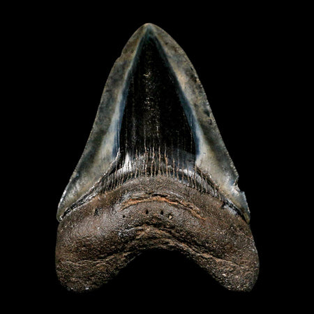 4.1" Quality Megalodon Shark Tooth Serrated Fossil Natural Miocene Age COA