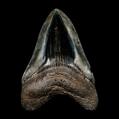 Megalodon Teeth
