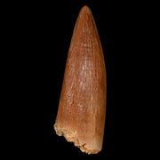 1.3" Plesiosaur Zarafasaura Tooth Fossil Cretaceous Dinosaur Era COA, Stand