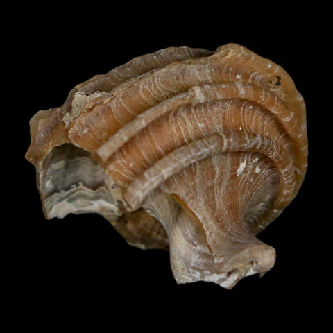 1.6" Ecphora Gardnerae Gastropod Fossil Shell Lee Creek Miocene Epoch North Carolina - Fossil Age Minerals
