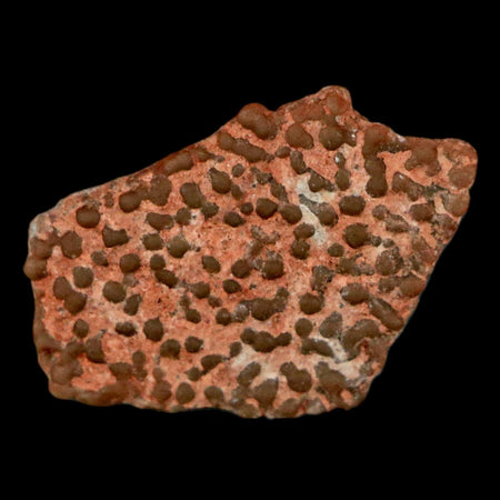 0.5" Megaloolithus Titanosaur Dinosaur Fossil Egg Shell Bouches Du Rhone France Display