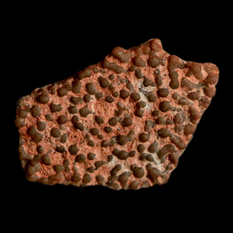 0.5" Megaloolithus Titanosaur Dinosaur Fossil Egg Shell Bouches Du Rhone France Display