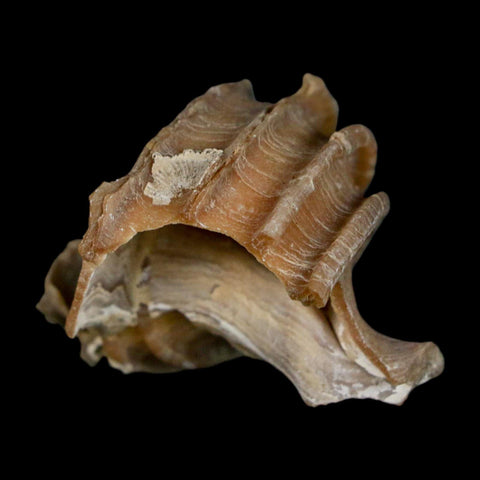 1.6" Ecphora Gardnerae Gastropod Fossil Shell Lee Creek Miocene Epoch North Carolina - Fossil Age Minerals