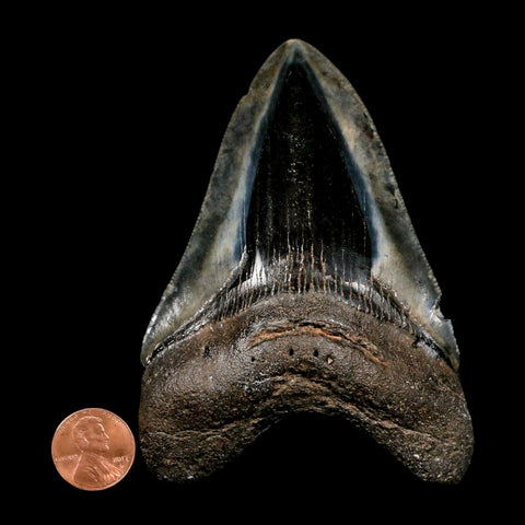 4.1" Quality Megalodon Shark Tooth Serrated Fossil Natural Miocene Age COA