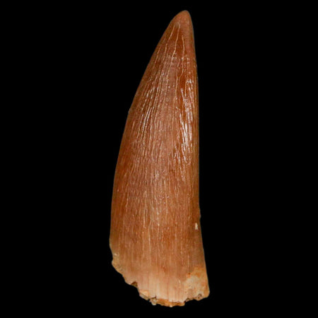 1.3" Plesiosaur Zarafasaura Tooth Fossil Cretaceous Dinosaur Era COA, Stand