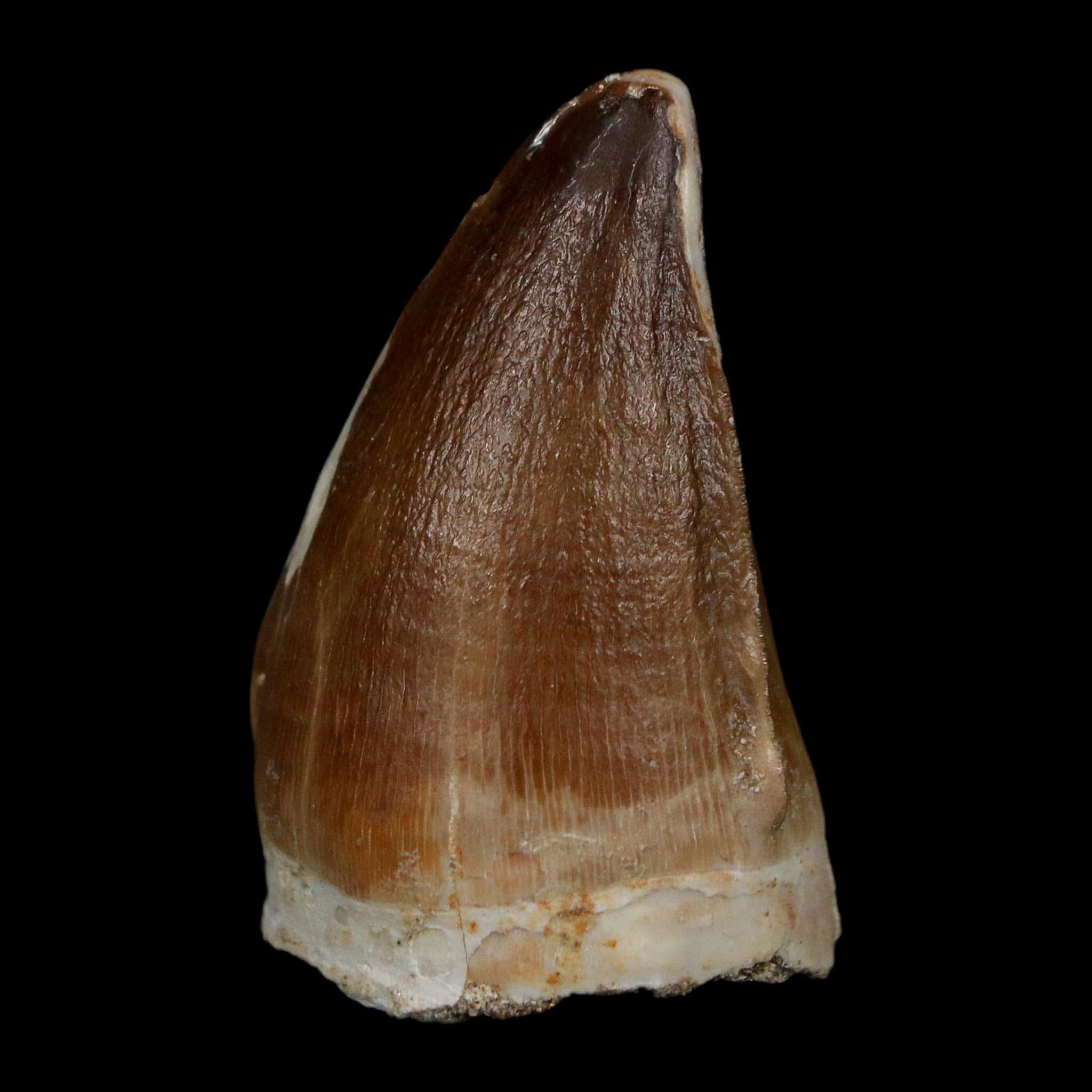 1.8" Mosasaur Prognathodon Fossil Tooth Cretaceous Dinosaur Era COA Stand - Fossil Age Minerals