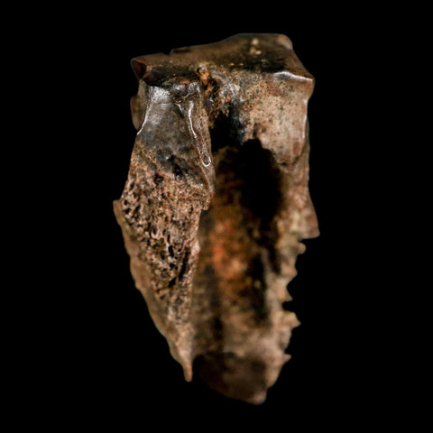 XL 0.8" Triceratops Fossil Tooth Lance Creek FM Cretaceous Dinosaur WY COA Display