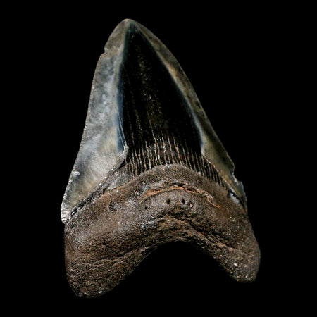 4.1" Quality Megalodon Shark Tooth Serrated Fossil Natural Miocene Age COA