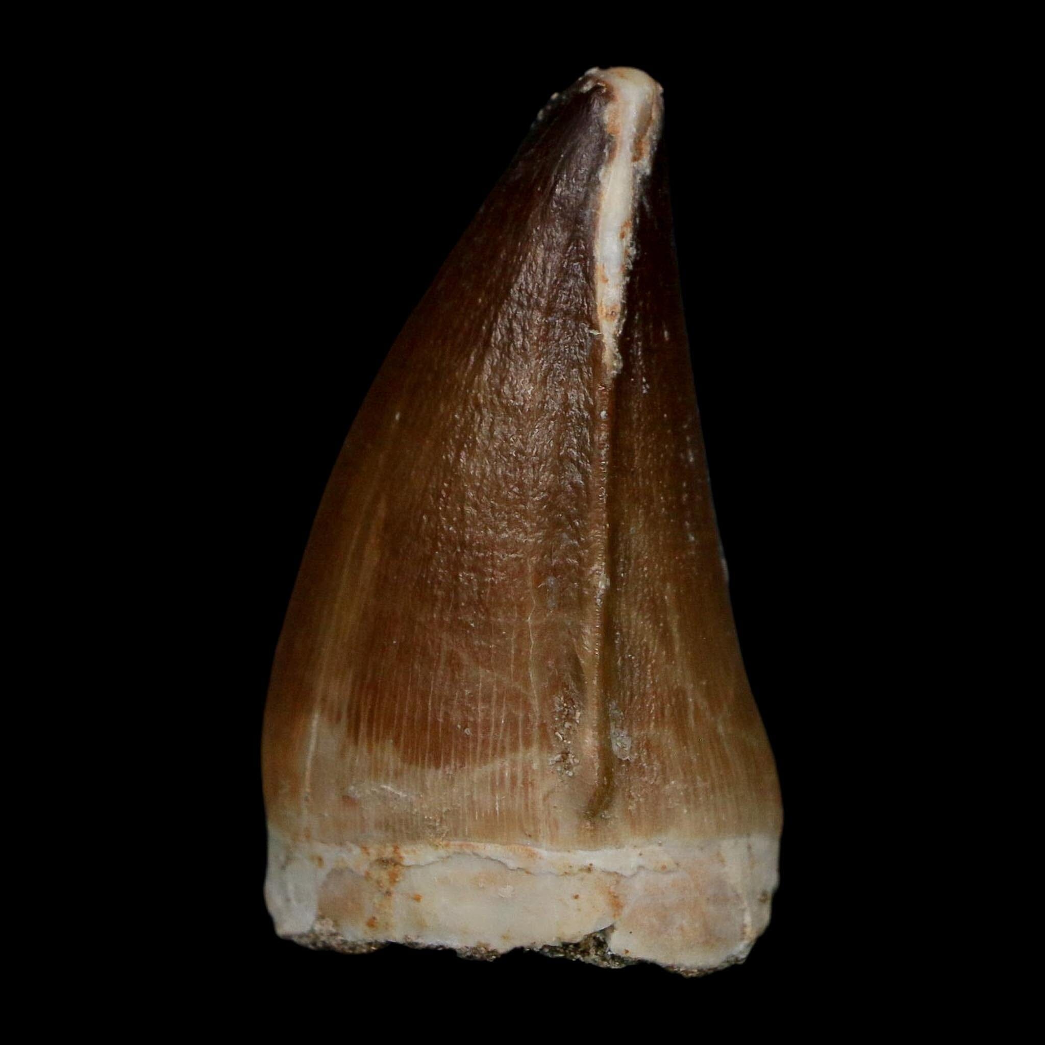 1.8" Mosasaur Prognathodon Fossil Tooth Cretaceous Dinosaur Era COA Stand - Fossil Age Minerals