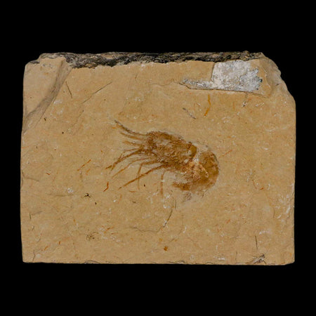 1.4" Fossil Shrimp Carpopenaeus Cretaceous Age 100 Mil Yrs Old Lebanon COA