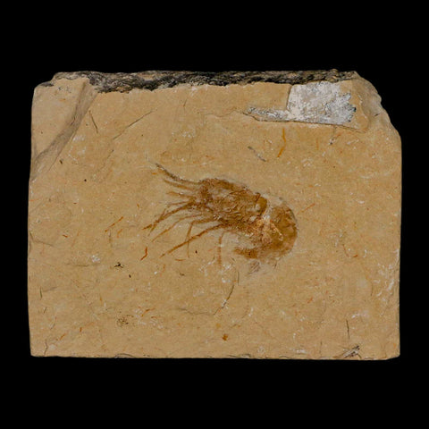 1.4" Fossil Shrimp Carpopenaeus Cretaceous Age 100 Mil Yrs Old Lebanon COA - Fossil Age Minerals
