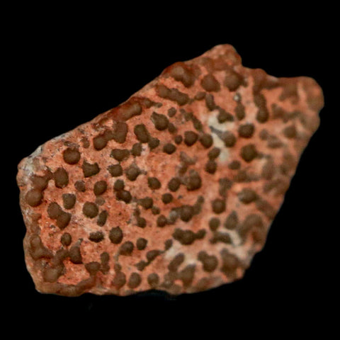 0.5" Megaloolithus Titanosaur Dinosaur Fossil Egg Shell Bouches Du Rhone France Display