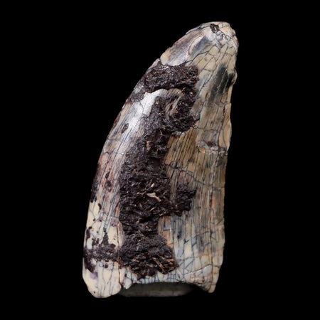 1.6" Afrovenator Fossil Tooth Tiouraren FM Tenere Desert Niger Jurassic Dinosaur