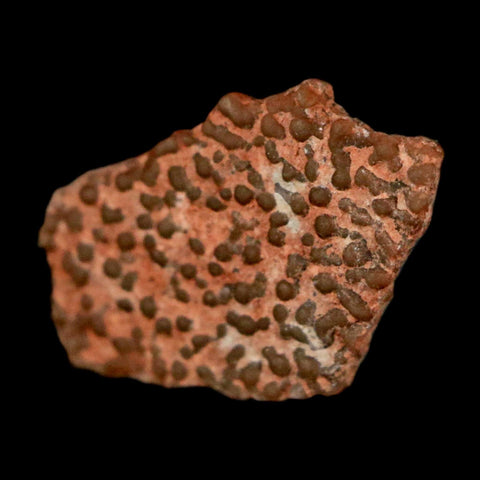 0.5" Megaloolithus Titanosaur Dinosaur Fossil Egg Shell Bouches Du Rhone France Display