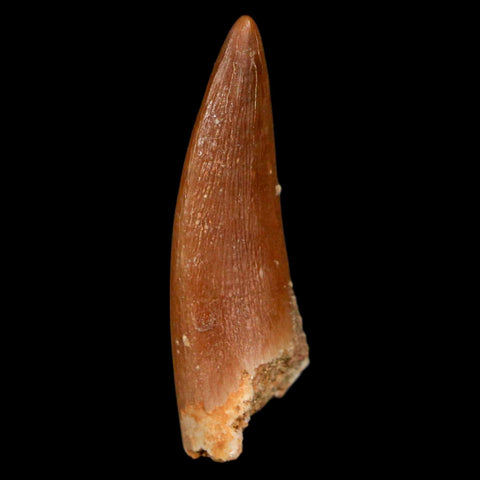 1.3" Plesiosaur Zarafasaura Tooth Fossil Cretaceous Dinosaur Era COA, Stand