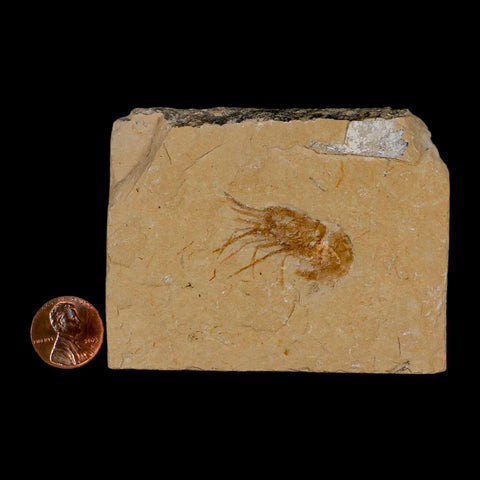 1.4" Fossil Shrimp Carpopenaeus Cretaceous Age 100 Mil Yrs Old Lebanon COA - Fossil Age Minerals