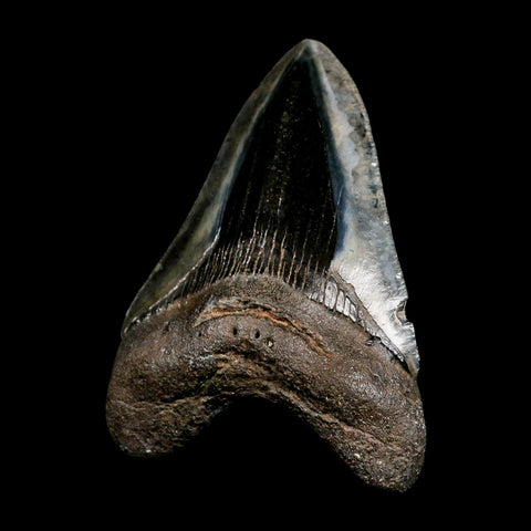 4.1" Quality Megalodon Shark Tooth Serrated Fossil Natural Miocene Age COA