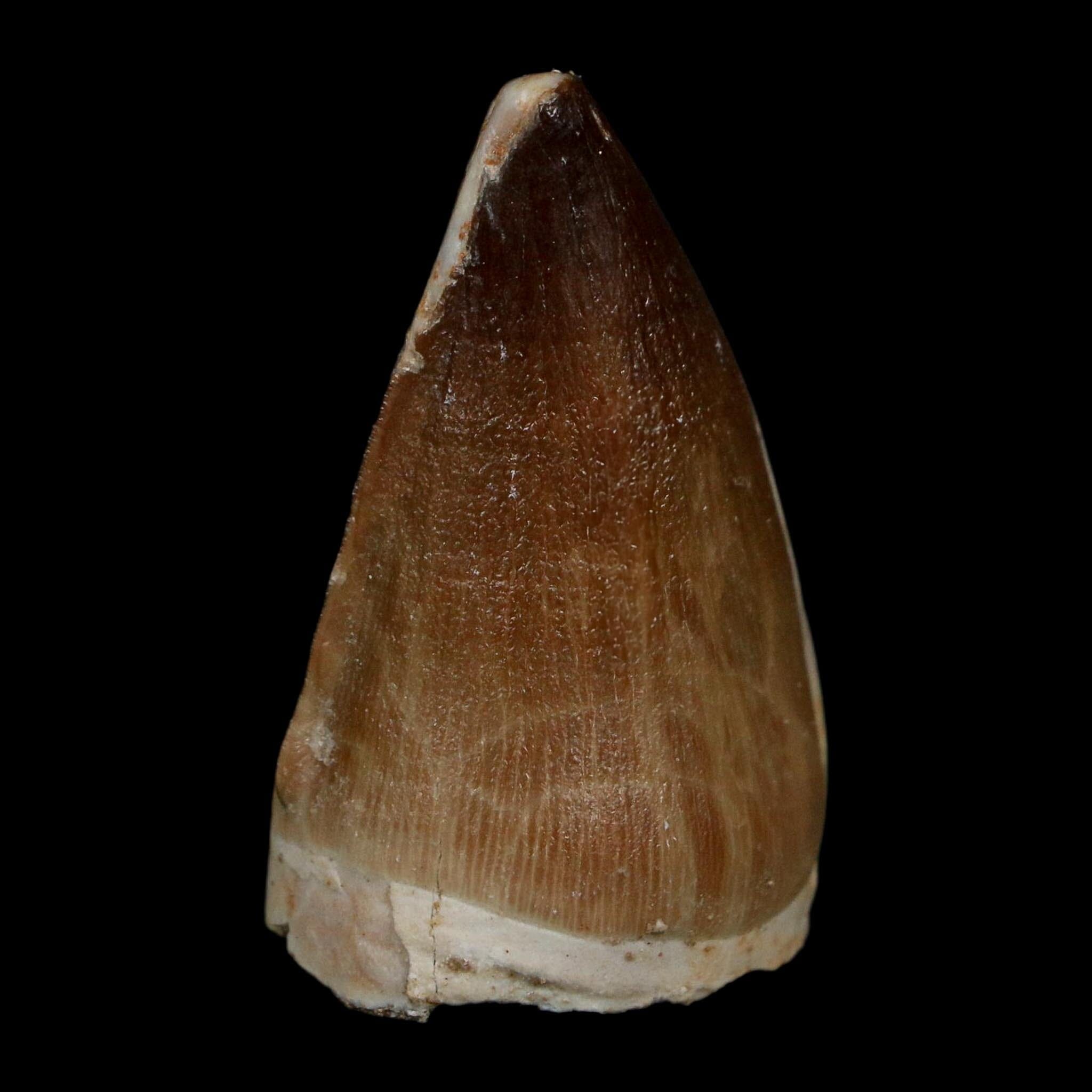 1.8" Mosasaur Prognathodon Fossil Tooth Cretaceous Dinosaur Era COA Stand - Fossil Age Minerals