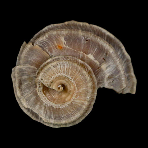 1.2" Ecphora Gardnerae Gastropod Fossil Shell Lee Creek Miocene Epoch North Carolina - Fossil Age Minerals