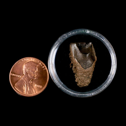 XL 0.8" Triceratops Fossil Tooth Lance Creek FM Cretaceous Dinosaur WY COA Display