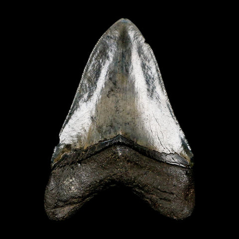 4.1" Quality Megalodon Shark Tooth Serrated Fossil Natural Miocene Age COA