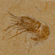 1.4" Fossil Shrimp Carpopenaeus Cretaceous Age 100 Mil Yrs Old Lebanon COA
