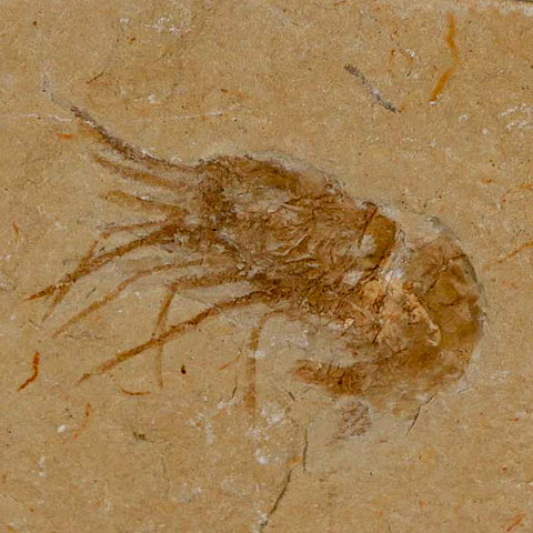 1.4" Fossil Shrimp Carpopenaeus Cretaceous Age 100 Mil Yrs Old Lebanon COA - Fossil Age Minerals