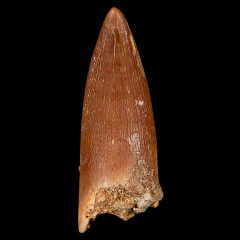1.3" Plesiosaur Zarafasaura Tooth Fossil Cretaceous Dinosaur Era COA, Stand