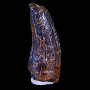 1.4" Suchomimus Fossil Tooth Cretaceous Spinosaurid Dinosaur Elraz FM Niger COA