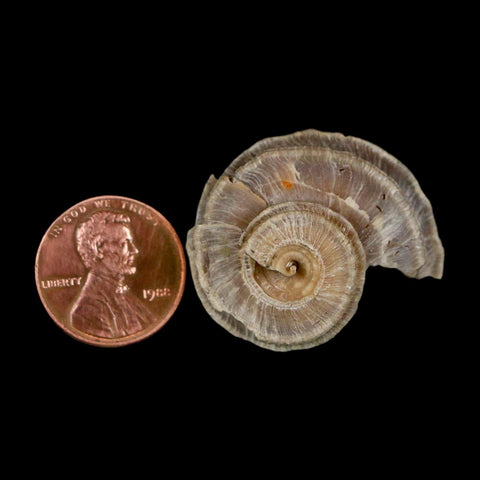 1.2" Ecphora Gardnerae Gastropod Fossil Shell Lee Creek Miocene Epoch North Carolina - Fossil Age Minerals