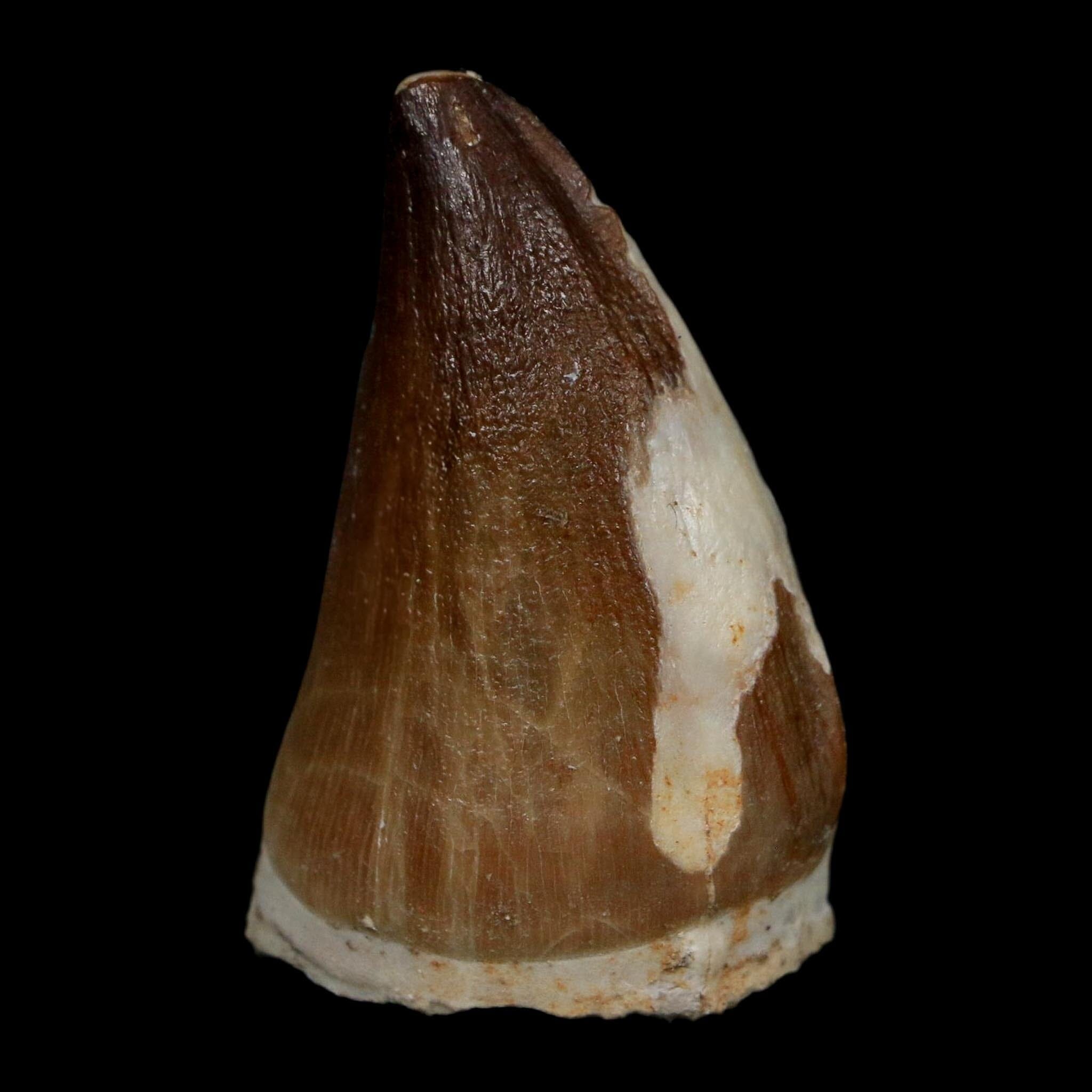 1.8" Mosasaur Prognathodon Fossil Tooth Cretaceous Dinosaur Era COA Stand - Fossil Age Minerals