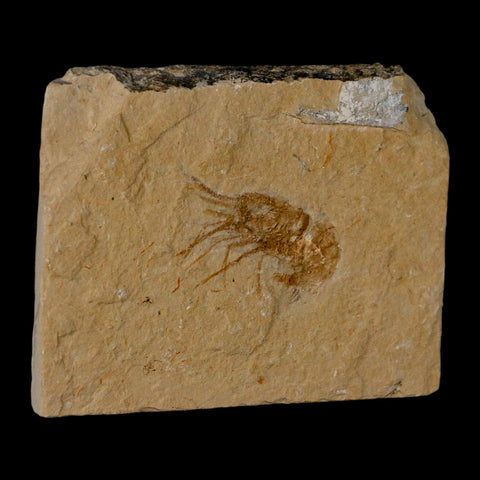 1.4" Fossil Shrimp Carpopenaeus Cretaceous Age 100 Mil Yrs Old Lebanon COA - Fossil Age Minerals
