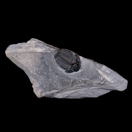 1.1" Elrathia Kingi Trilobite Fossil In Matrix House Range Utah Cambrian Age COA