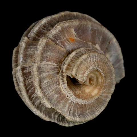 1.2" Ecphora Gardnerae Gastropod Fossil Shell Lee Creek Miocene Epoch North Carolina - Fossil Age Minerals