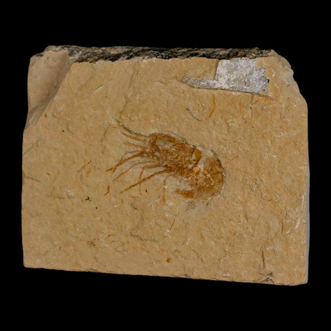 1.4" Fossil Shrimp Carpopenaeus Cretaceous Age 100 Mil Yrs Old Lebanon COA - Fossil Age Minerals