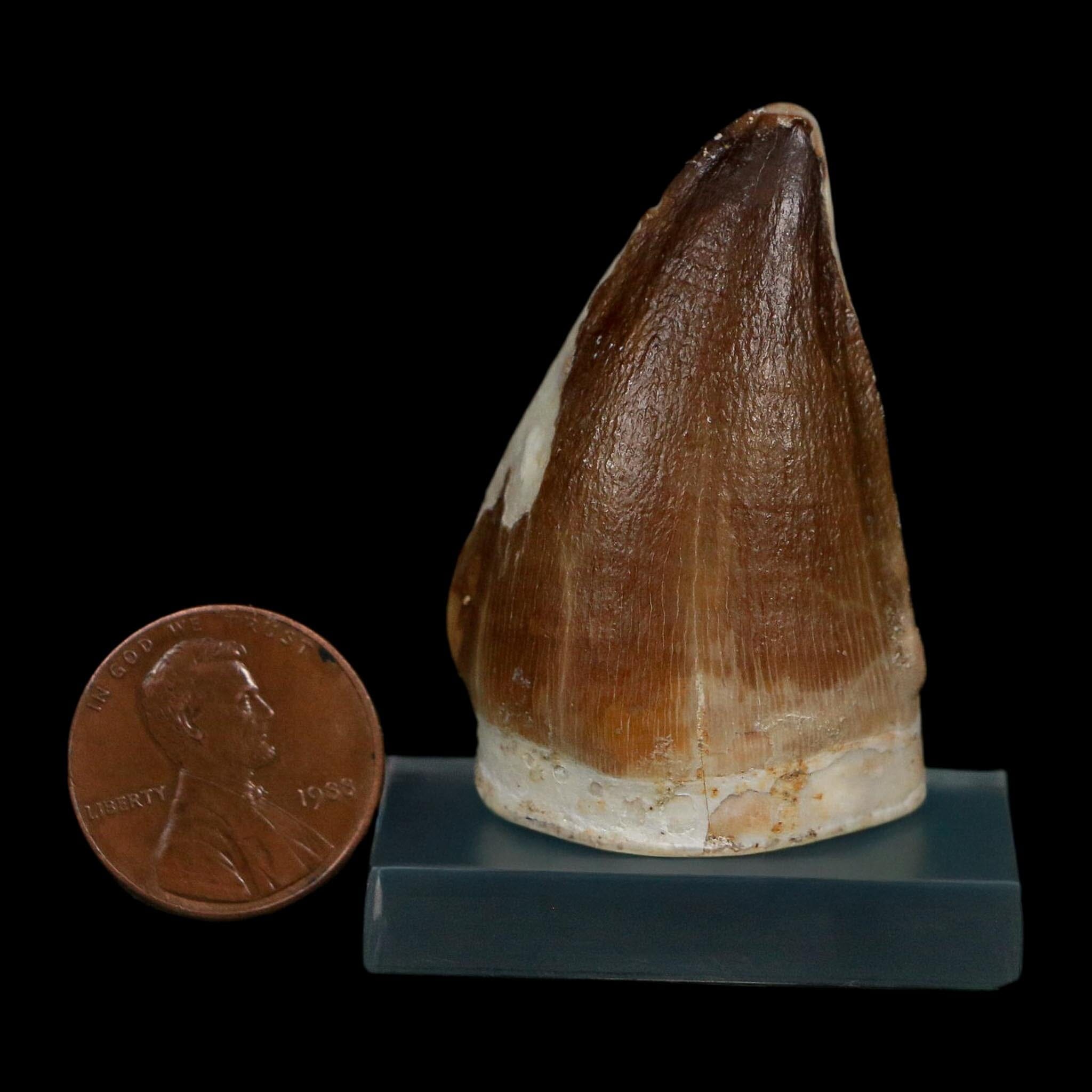 1.8" Mosasaur Prognathodon Fossil Tooth Cretaceous Dinosaur Era COA Stand - Fossil Age Minerals