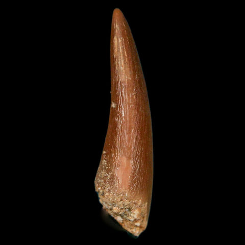 1.3" Plesiosaur Zarafasaura Tooth Fossil Cretaceous Dinosaur Era COA, Stand