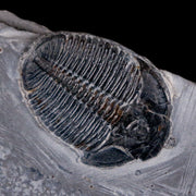 1.1" Elrathia Kingi Trilobite Fossil In Matrix House Range Utah Cambrian Age COA