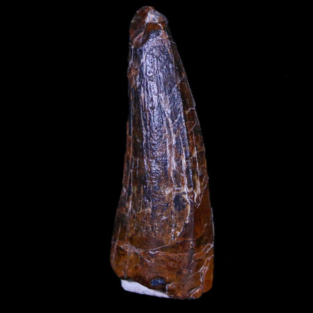 1.4" Suchomimus Fossil Tooth Cretaceous Spinosaurid Dinosaur Elraz FM Niger COA