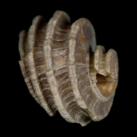 1.2" Ecphora Gardnerae Gastropod Fossil Shell Lee Creek Miocene Epoch North Carolina - Fossil Age Minerals