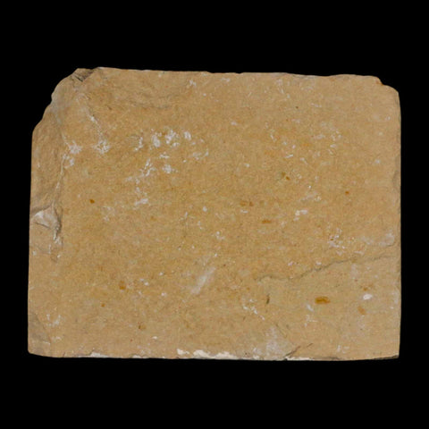 1.4" Fossil Shrimp Carpopenaeus Cretaceous Age 100 Mil Yrs Old Lebanon COA - Fossil Age Minerals