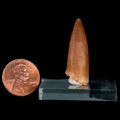 1.3" Plesiosaur Zarafasaura Tooth Fossil Cretaceous Dinosaur Era COA, Stand