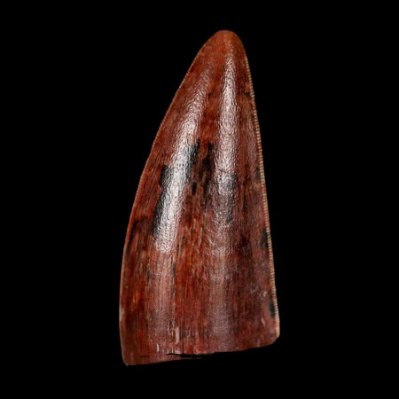 1" Postosuchus Rauisuchid Archosaur Fossil Tooth Redonda Formation NM COA Display