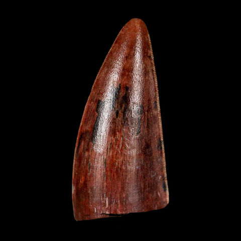 1" Postosuchus Rauisuchid Archosaur Fossil Tooth Redonda Formation NM COA Display