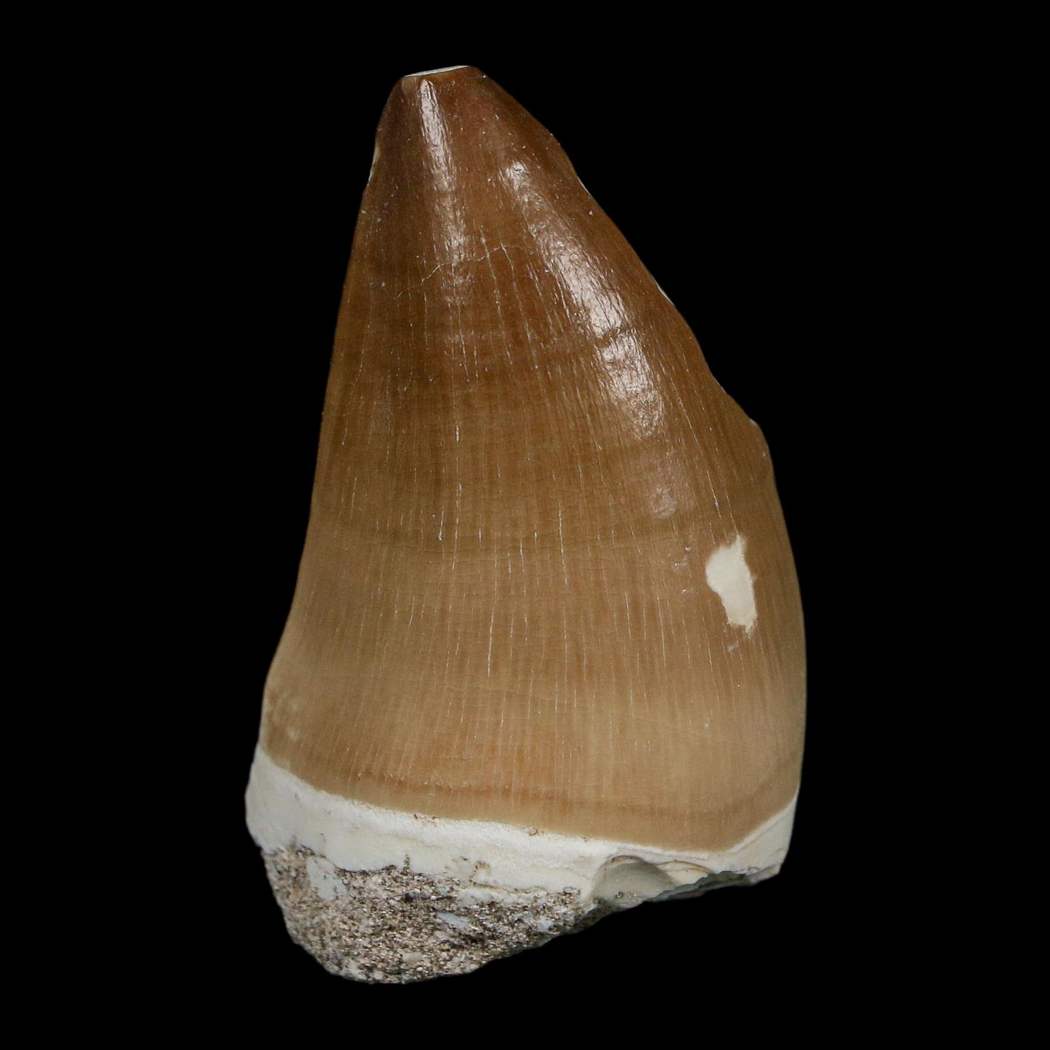 XL 2" Mosasaur Prognathodon Fossil Tooth Cretaceous Dinosaur Era COA Stand - Fossil Age Minerals